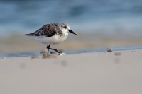 Jespak pisecny - Calidris alba - Sanderling o1513